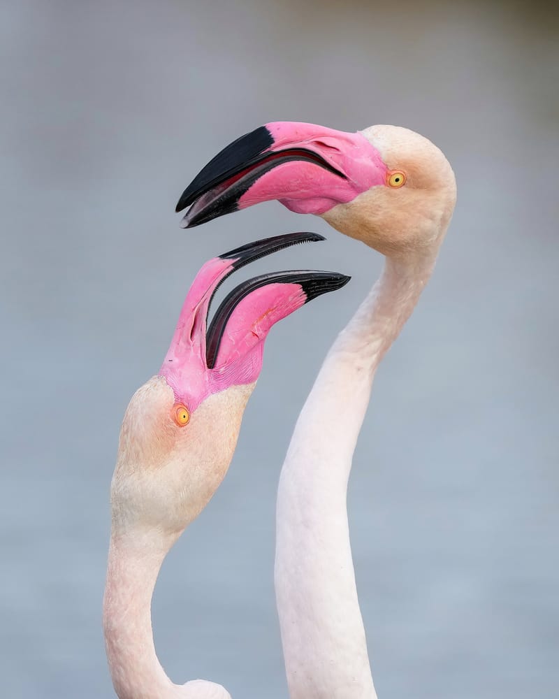 A pair of flamingos