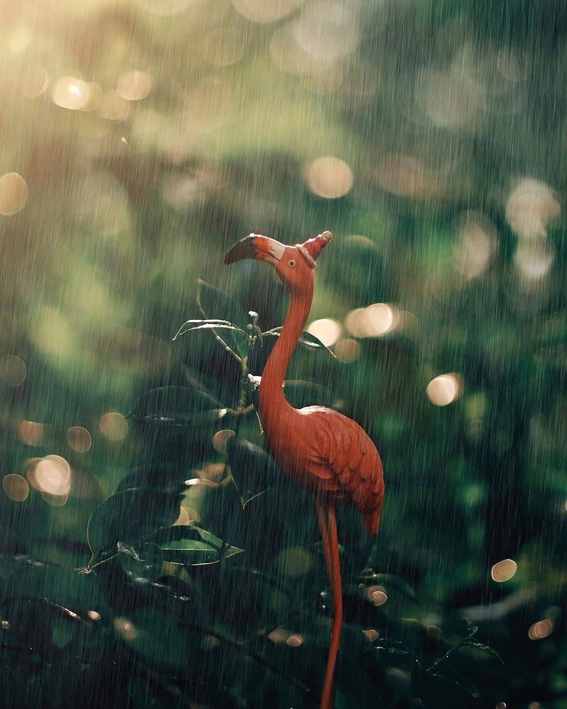 A pink flamingo