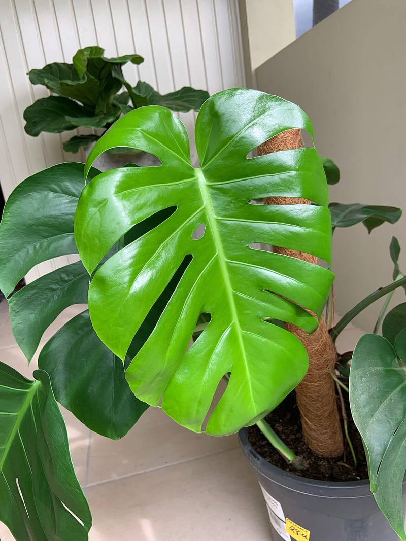 A bright glossy monstera leaf