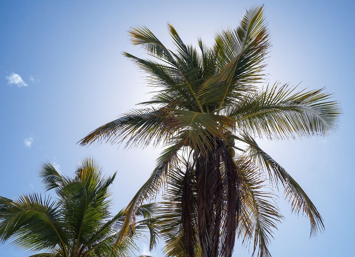 Palm fronds against a bright tropical sky